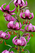  Turk&#39;s cap lily, Lilium martagon, flowers, Hohe Tauern National Park, Carinthia, Austria 