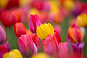  Tulip, Tulipa spec., colorful tulip bed, spring, Schleswig-Holstein, Germany 