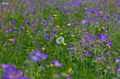  Wood Cranesbill, Geranium sylvaticum, flowering Wood Cranesbill, Vaermland, Sweden 