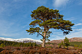  Scots pine, Pinus sylvestris, old pine, Glen Affric, Highlands, Scotland, Great Britain 