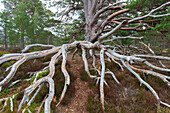  Scots pine, Pinus sylvestris, old pine, Cairngorms, Highlands, Scotland, Great Britain 