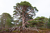  Scots pine, Pinus sylvestris, old pine, Cairngorms, Highlands, Scotland, Great Britain 