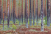  Scots pine, Pinus sylvestris, pine trunks, Dalarna, Sweden 