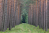  Scots pine, Pinus sylvestris, pine trunks, Saxony, Germany 