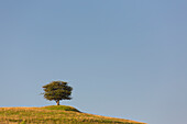  Hawthorn, Crataegus monogyna, solitary tree, summer, Scania Province, Sweden 