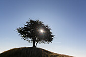  Hawthorn, Crataegus monogyna, solitary tree, summer, Scania Province, Sweden 