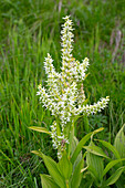  White hellebore, Veratrum album, flowering plant, Hohe Tauern National Park, Carinthia, Austria 