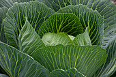  White cabbage, Brassica oleracea var. capitala f. alba, head of cabbage, Dithmarschen, Schleswig-Holstein, Germany 