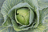  White cabbage, Brassica oleracea var. capitala f. alba, head of cabbage, Dithmarschen, Schleswig-Holstein, Germany 