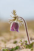  Meadow Pasqueflower, Meadow Pasqueflower, Pulsatilla pratensis, flowering, Mecklenburg-Western Pomerania, Germany 