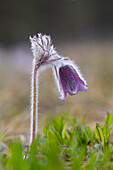  Meadow Pasqueflower, Meadow Pasqueflower, Pulsatilla pratensis, flowering, Mecklenburg-Western Pomerania, Germany 