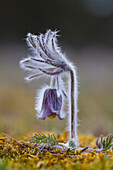  Meadow Pasqueflower, Meadow Pasqueflower, Pulsatilla pratensis, flowering, Mecklenburg-Western Pomerania, Germany 