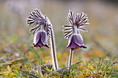  Meadow Pasqueflower, Meadow Pasqueflower, Pulsatilla pratensis, flowering, Mecklenburg-Western Pomerania, Germany 