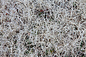  Windbeard lichen, Alectoria ochroleuca, shrub lichen, Rondane National Park, Oppland, Dovre, Norway 