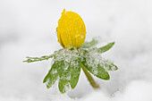  Winter aconite, Eranthis hyemalis, flowering plant in the snow, Schleswig-Holstein, Germany 