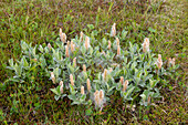  Woolly willow, Salix lanata, summer, Austurland, Iceland 