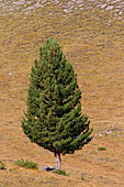  Swiss stone pine, Pinus cembra, Graubünden, Switzerland 