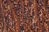  Swiss stone pine, Pinus cembra, structures in the bark, Graubünden, Switzerland 