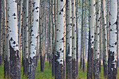  Trembling aspen, Populus tremula, tree trunks, Banff National Park, Alberta, Canada 