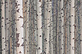  Trembling aspen, Populus tremula, tree trunks, Banff National Park, Alberta, Canada 