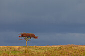 Zweigriffliger Weissdorn, Crataegus laevigata, einsamer Baum, Herbst, Öland, Schweden