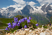  Dwarf bellflower, Campanula cochlearifolia, blooming, Hohe Tauern National Park, Carinthia, Austria 