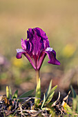  European dwarf iris, dwarf iris, Iris pumila, violet flower, Burgenland, Austria 