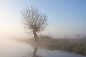  White willow, Salix alba, willow in the morning mist, spring, Lower Saxony, Germany 