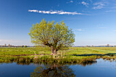  White willow, Salix alba, willow with mirror image, spring, Lower Saxony, Germany 