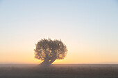  White willow, Salix alba, willow at sunrise, Lower Saxony, Germany 