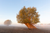  White willow, Salix alba, willow at sunrise, Lower Saxony, Germany 