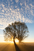  White willow, Salix alba, willows at sunrise, Lower Saxony, Germany 