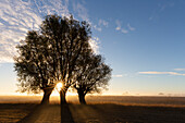  White willow, Salix alba, willows at sunrise, Lower Saxony, Germany 