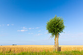  White willow, Salix alba, solitary willow, Skane, Sweden 