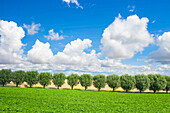  White willow, Salix alba, avenue, Skane, Sweden 