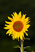  Sunflower, Helianthus annuus, flower, Schleswig-Holstein, Germany 