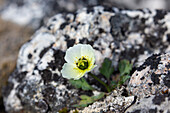  Svalbard poppy, Papaver dahlianum, blooming, Spitsbergen, Norway 