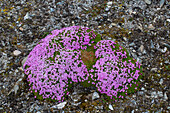  Stemless Catchfly, Stemless Catchfly, Cushion Pink, Silene acaulis, flowering plant, Svalbard, Norway 