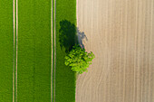  Pedunculate oak, Quercus robur, solitary oak, Mecklenburg-Western Pomerania, Germany 