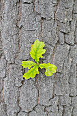  Pedunculate oak, Quercus robur, fresh leaves, Schleswig-Holstein, Germany 