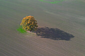  Pedunculate oak, Quercus robur, solitary oak in a field, Schleswig-Holstein, Germany 