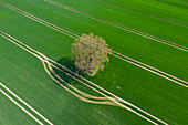  Pedunculate oak, Quercus robur, solitary oak in a field, Schleswig-Holstein, Germany 