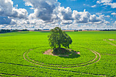 Stieleiche, Quercus robur, einzeln stehende Eiche auf einem Feld, Skane, Schweden