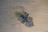 Stieleiche, Quercus robur, einzeln stehende Eiche auf einem Feld, Mecklenburg-Vorpommern, Deutschland