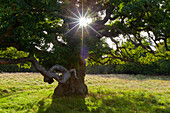 Stieleiche, Quercus robur, alter Baum, Herbst, Dänemark