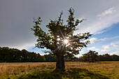 Stieleiche, Quercus robur, alter Baum, Herbst, Dänemark