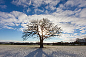  Pedunculate oak, Quercus robur, old tree in the snow, winter, Schleswig-Holstein, Germany 