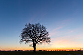  Pedunculate oak, Quercus robur, tree at sunrise, Lower Saxony, Germany 