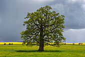  Pedunculate oak, Quercus robur, old oak, Schleswig-Holstein, Germany 