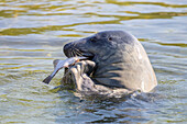  Grey seals, Halichoerus grypus, adult seal with fish, Schleswig-Holstein, Germany 